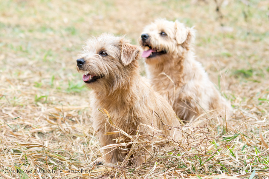 Canil Norfolk Terrier