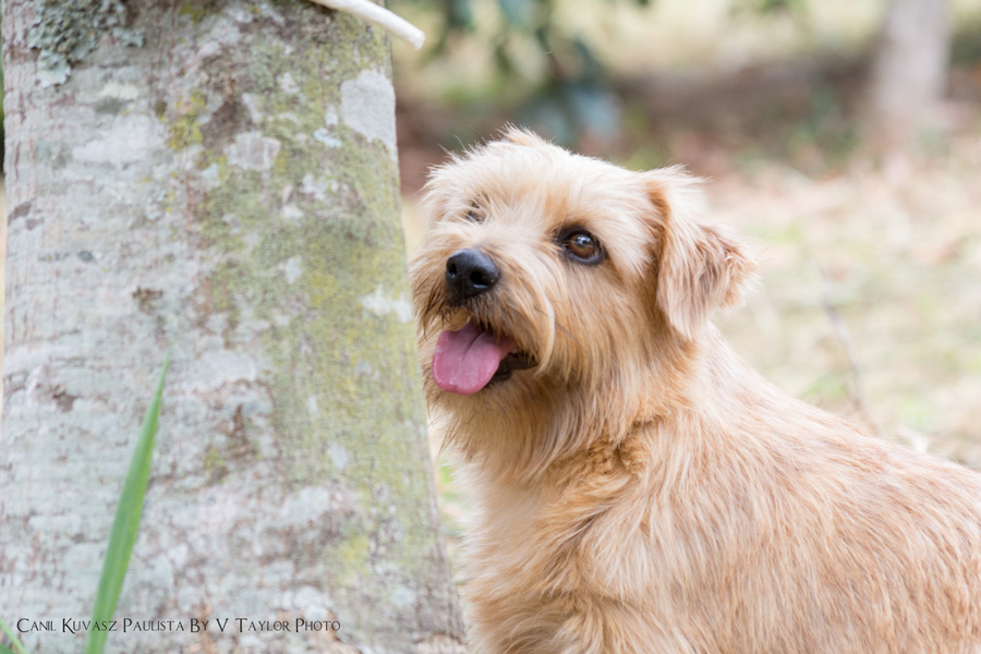 Norfolk Terrier | Matrizes