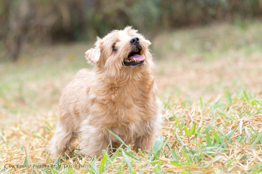 Norfolk Terrier | Padreadores